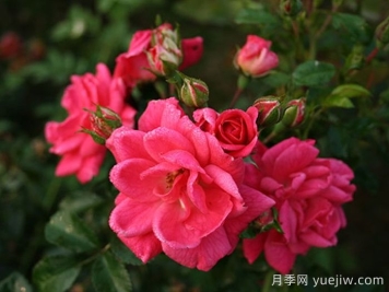 寒地玫瑰介绍和优缺点