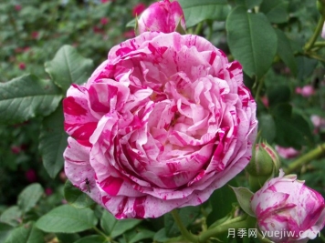 抓破美人脸月季/撕破美人脸/斑纹博洛尼亚