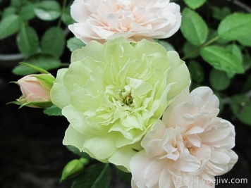 绿冰月季 绿冰月季