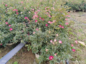 月季水涝叶子症状有哪些? 月季水涝叶子症状有哪些?