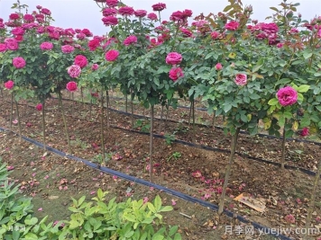 月季修剪的小技巧 月季修剪的小技巧