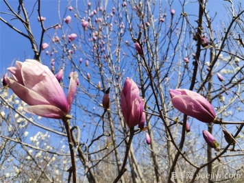 玉兰花虫害防治措施 玉兰花虫害防治措施