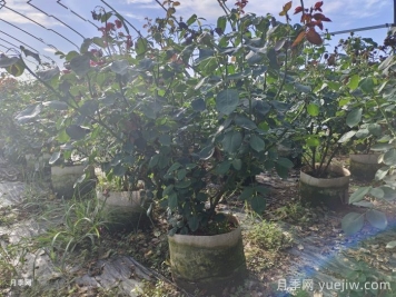 灌木类月季植物如何修剪? 灌木类月季植物如何修剪?