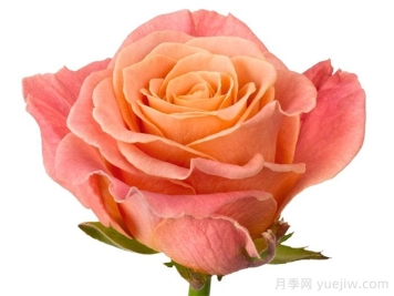 猪猪小姐月季/猪猪女孩 猪猪小姐月季/猪猪女孩