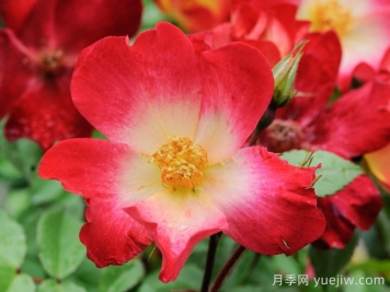 鸡尾酒月季 鸡尾酒月季