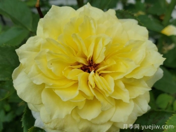 太阳火焰月季Sun Flare 太阳火焰月季Sun Flare