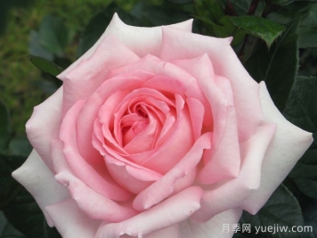 雪莉月季/艾芙鲁杰丽