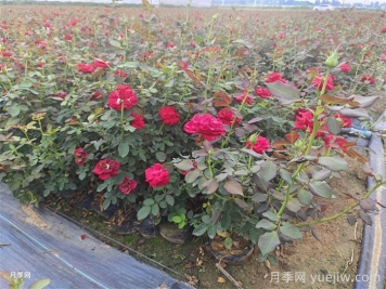 秋冬养护要趁早，秋冬季应对月季苗做哪些工作?