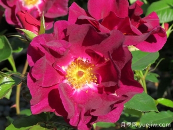 夜猫子月季/夜枭