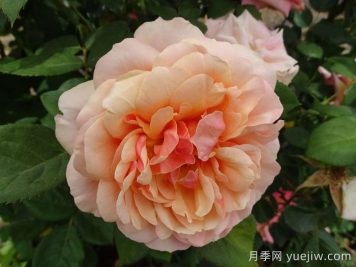 恩典月季/恩典之州