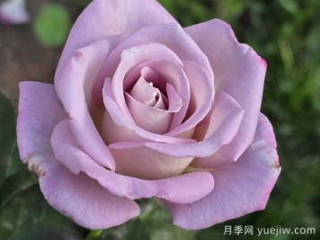 索罗德月季/西尔维拉多