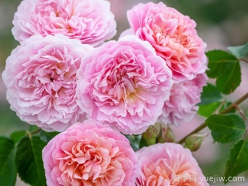 优丝塔夏福爱月季/尤泰莎菲月季/游苔莎斐伊