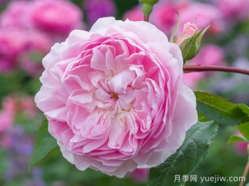 织工马南月季/塞拉斯马南月季