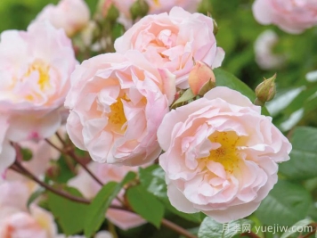 湖中仙女月季/莱克夫人月季/湖中女郎 湖中仙女月季/莱克夫人月季/湖中女郎