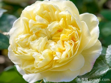 查尔斯达尔文月季