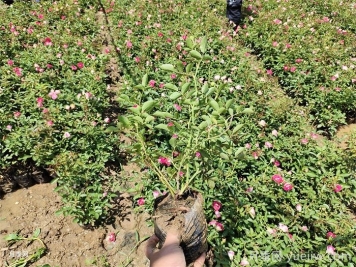 秋季月季小苗快速服盆的10个注意事项