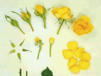 得克萨斯柯德娜月季