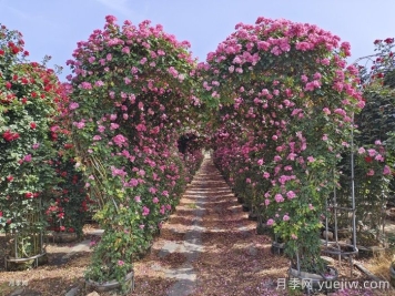 藤本月季搭架方法 藤本月季搭架方法