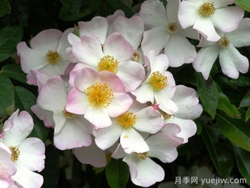 弗朗西斯E莱斯特月季 弗朗西斯E莱斯特月季