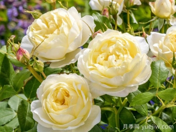 凡妮莎贝尔月季