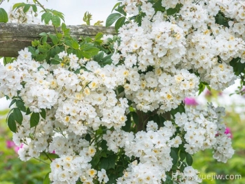 蔓延校长月季/校长月季 蔓延校长月季/校长月季