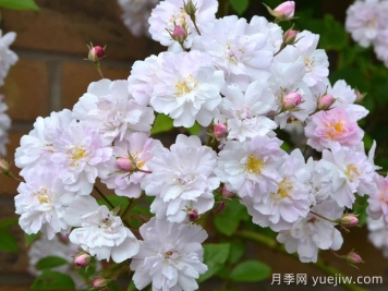 保罗的喜马拉雅麝香月季 保罗的喜马拉雅麝香月季