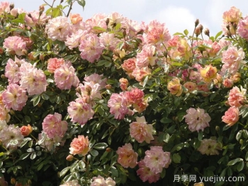 菲利斯彼得月季 菲利斯彼得月季