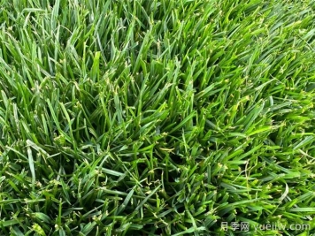 草坪单播混播交播追播有什么区别？