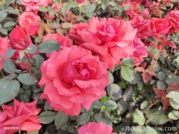 陇南适合种月季吗？有哪些绿化月季应用？