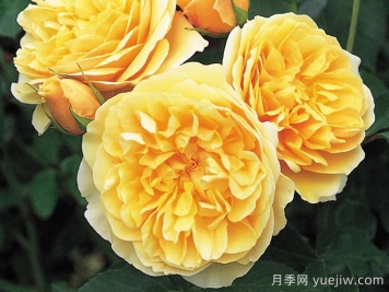 格拉汉托马斯月季