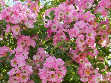 邱园漫步者月季/克佑漫步者/秋曼舞者