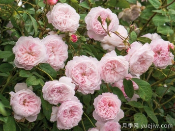 奥尔布莱顿月季/奥尔布莱顿兰布勒