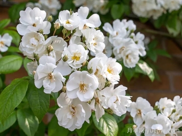 鲍比詹姆斯月季