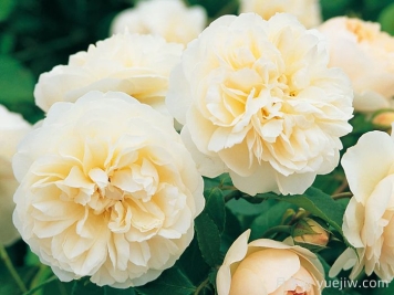 利奇菲尔德天使月季