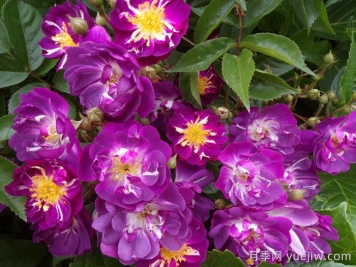 蓝蔓月季/蓝色紫罗兰月季