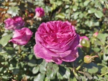 秋季让月季爆花的施肥方法