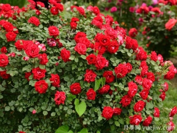 月季名园：天津泰达植物资源库月季园