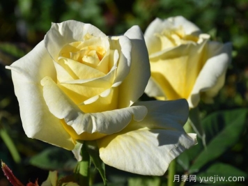 赫尔穆特施密特月季