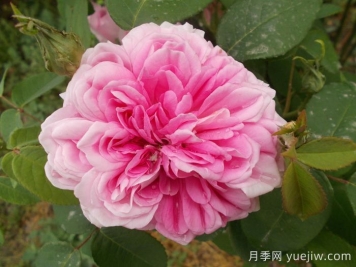 法国之子月季/法国孩子