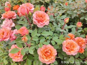 100种北方常用的乔灌地被