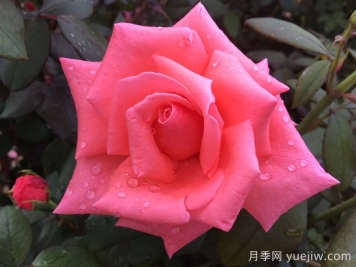 阿曼达路易丝月季Amanda Louise