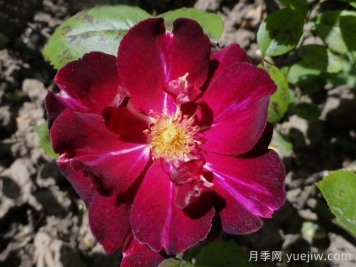 阿米莱昂谢诺月季/阿米莱昂陈纳德