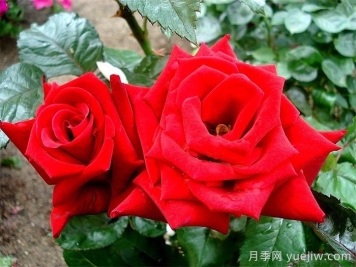 生日快乐月季/想念你月季