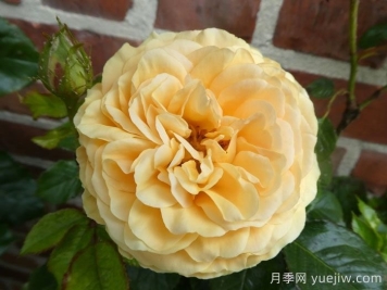 阿特科皇家月季