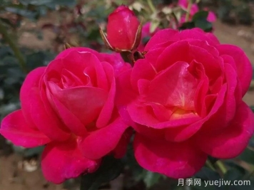 招蜂引蝶月季/吸引蜜蜂