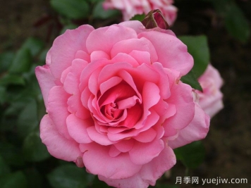 阿尔伯特亲王月季