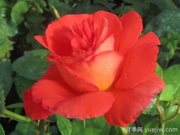 赌城月季/拉斯维加斯