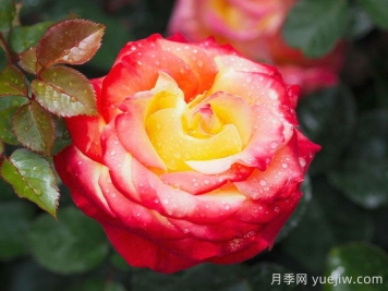 赌场月季/巴登巴登赌场