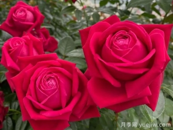 红宝石之吻月季/吸血鬼之吻