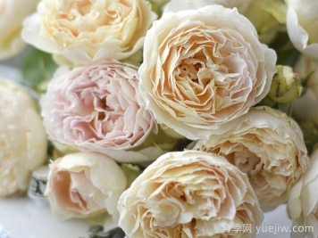 安妮月季/河本安妮